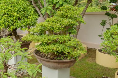 Evin önündeki saksıda cüce ağacı