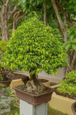 Evin önündeki saksıda cüce ağacı