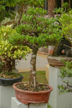 Evin önündeki saksıda cüce ağacı