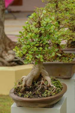 Evin önündeki saksıda cüce ağacı