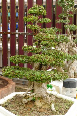 Evin önündeki saksıda cüce ağacı