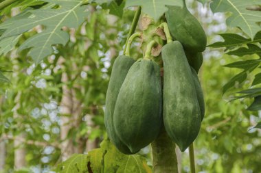 Tropikal bahçede ağaçta çiğ yeşil papaya meyveleri