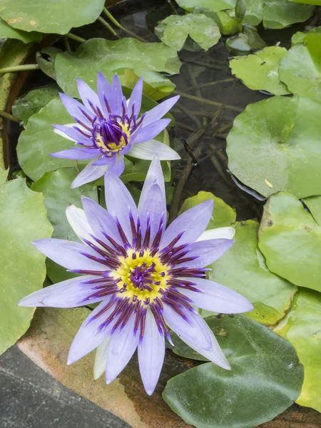 Purple water lily — Stock Photo, Image