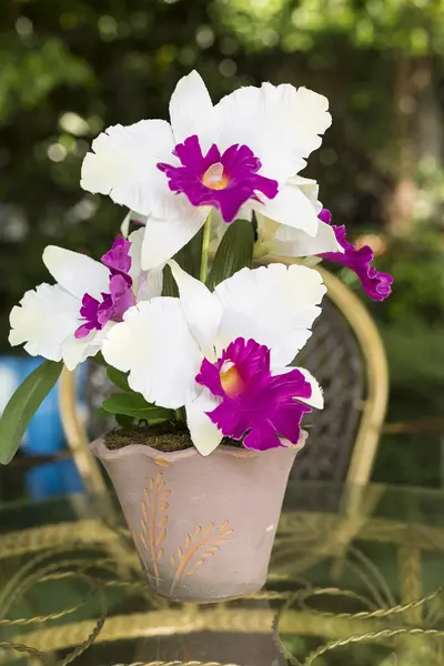 Künstliche cattleya orchidee blumen — Stockfoto