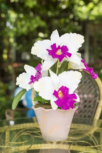 Künstliche cattleya orchidee blumen — Stockfoto