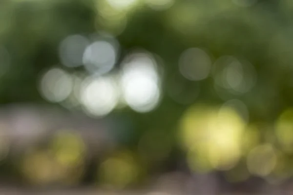 Zelená příroda bokeh — Stock fotografie