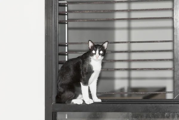 Chat assis sur le rebord de la fenêtre — Photo