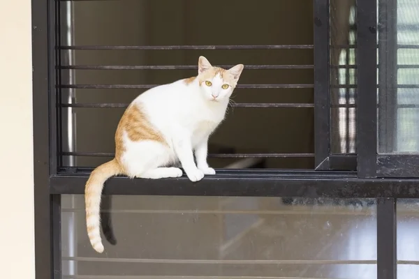 Chat assis sur le rebord de la fenêtre — Photo