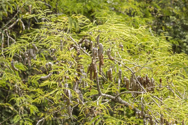 Tamarindo en el árbol —  Fotos de Stock