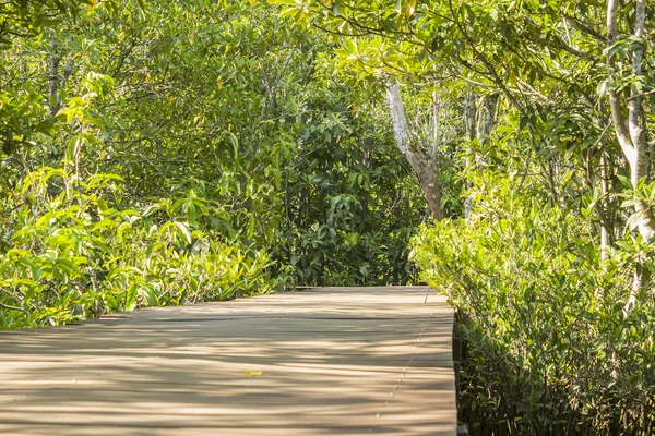 Forêts de mangroves en Thaïlande — Photo