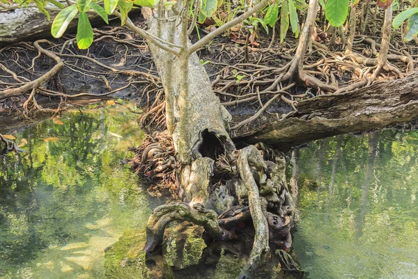 Mangrove forests in Thailand — Stock Photo, Image