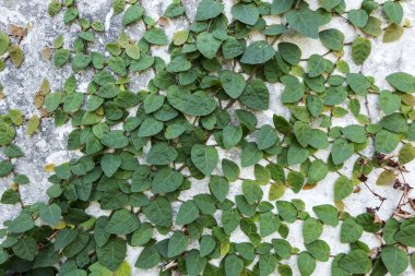 Duvarda yeşil sarmaşık bitkisi