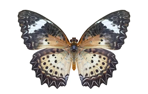 Mariposa aislada en blanco —  Fotos de Stock