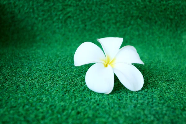 Плюмерия Цветок на траве — стоковое фото