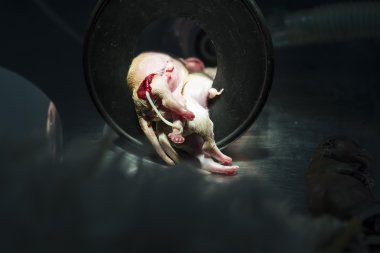 Küçük yeni doğan yavruları