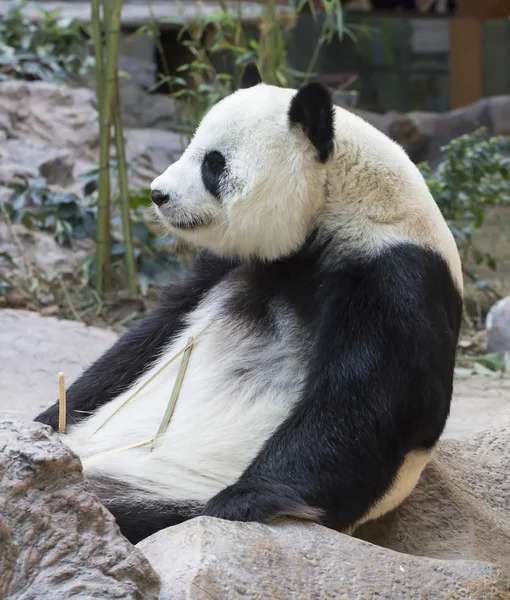 Panda medve bambuszt eszik — Stock Fotó