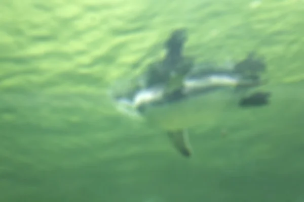 Blur Humboldt penguin (Spheniscus humboldti) swimming — Stock Photo, Image