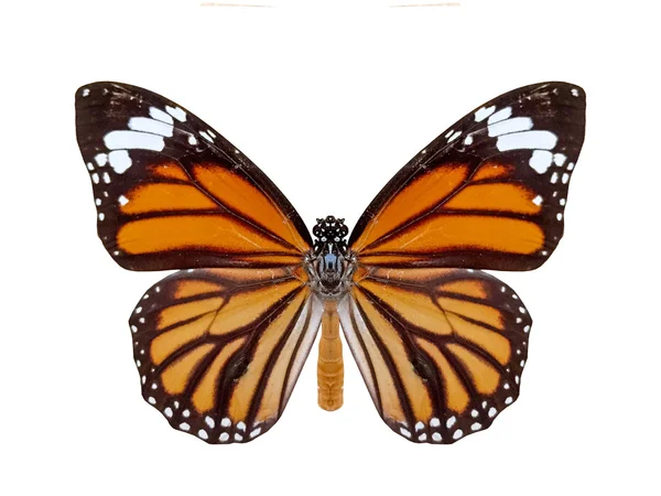 Mariposa aislada en blanco —  Fotos de Stock