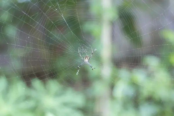 Spider sitting on his web — Stock Photo, Image