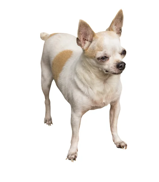 Chihuahua perro aislado — Foto de Stock