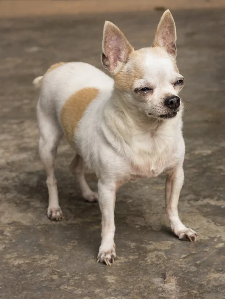 Kurzhaariger Chihuahua-Hund — Stockfoto