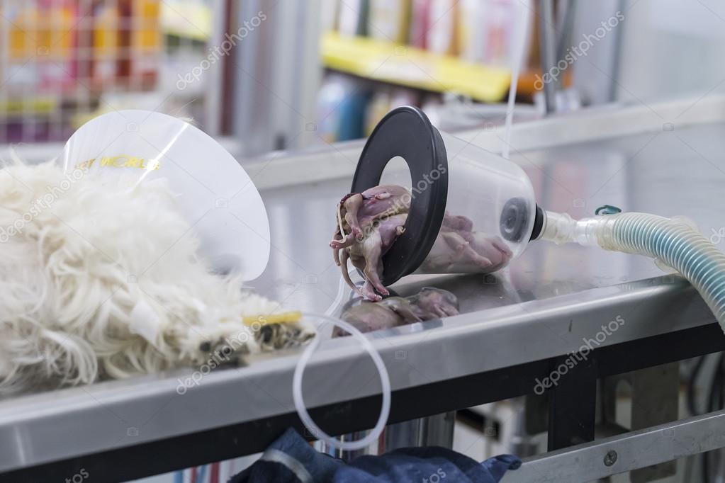 owalo design Kaiserschnitt Bei Hunden
