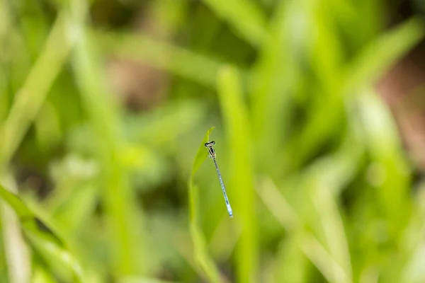 蜻蜓 coleopteres 芨芨草 — 图库照片