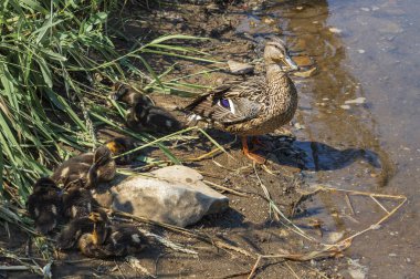 Vahşi bir ördek nehir kıyısındaki çimlerde uyuyan yavruları korur..