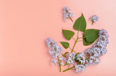 Pembe arka planda leylak çiçekleri ve yaprakları. Uzayı kopyala Yukarıdan görüntüle.