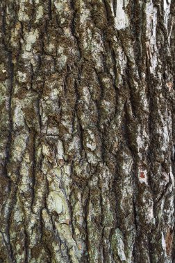 Kavak kabuğu. Ağaç kabuğunun kaba dokusu.