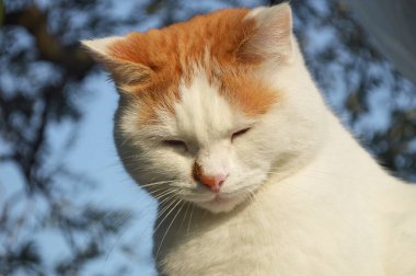 Kırmızı lekeli beyaz bir kedinin yakın plan portresi..