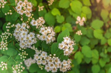 Yeşil yapraklı arka planda beyaz çiçekler açan dallar..