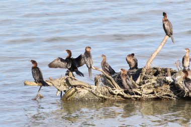 Karabatak akın, küçük karabatak Phalacrocorax pygmaeus