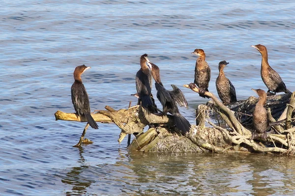 Banda de cormoranes, Cormorán pigmeo, Phalacrocorax pygmaeus —  Fotos de Stock