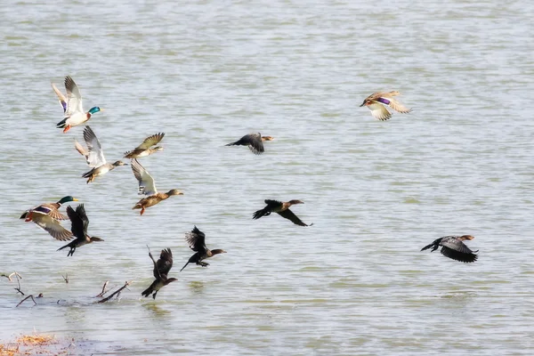 Stado ptaków, kormoran i krzyżówki w locie, Anas platyrhynchos, pygmaeus Kormoran — Zdjęcie stockowe