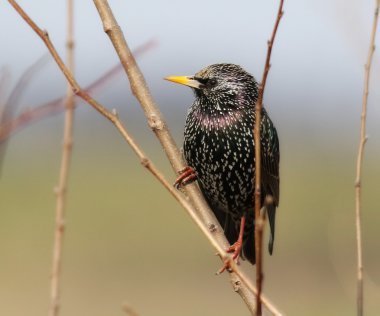 Ortak Starling dalı, Sturnus vulgaris