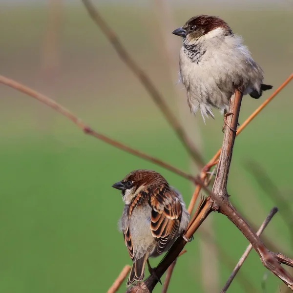 House Sparrow on branch , Passer domesticus — Zdjęcie stockowe