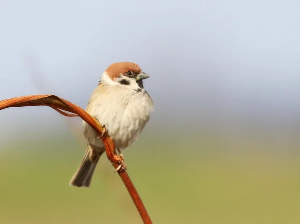 Tree Sparrow on branch, Passer montanus — Stock Photo, Image