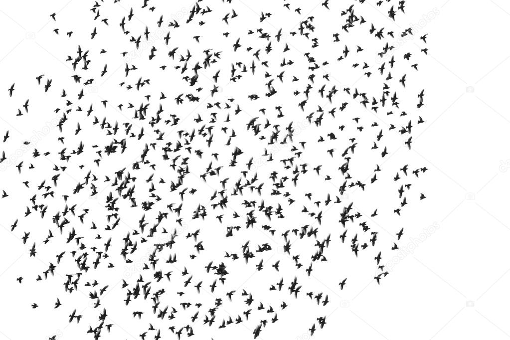 flock of birds isolated on a white background, Starling, Sturnus vulgaris with clipping path