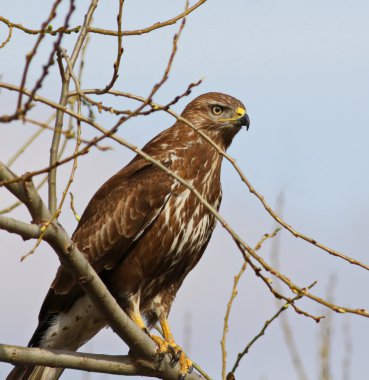 Yaygın Şahin, Buteo buteo