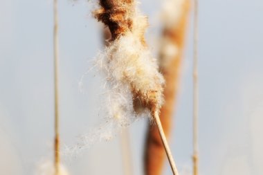 Typha latifolia, bulrush, ortak bulrush, geniş yapraklı kuyrugu, ortak kuyrugu, büyük reedmace, cooper'ın reed, cumbungi