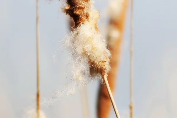 Typha latifolia, bulrush, common bulrush, broadleaf cattail, common cattail, great reedmace, cooper's reed, cumbungi — 图库照片