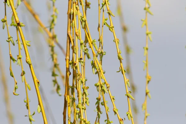 Close up long willow branch in spring season — ストック写真