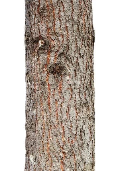 Tronco d'albero isolato su sfondo bianco — Foto Stock