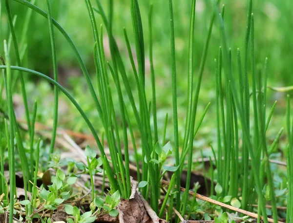 Våren gräs bakgrund — Stockfoto