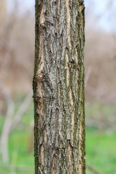Tree trunk close-up, locust tree achtergrond — Stockfoto
