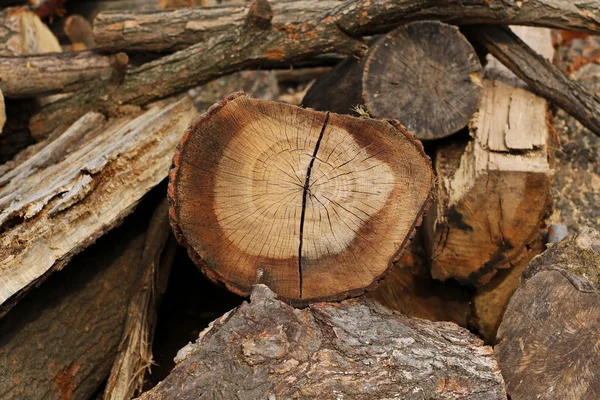 薪背景やテクスチャ、ブナの木 — ストック写真