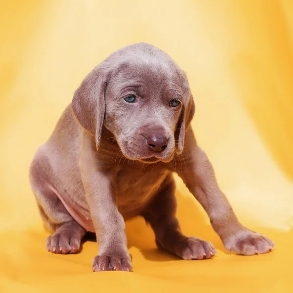 Κουτάβι σκυλί Weimaraner απομονώνονται σε πορτοκαλί φόντο — Φωτογραφία Αρχείου