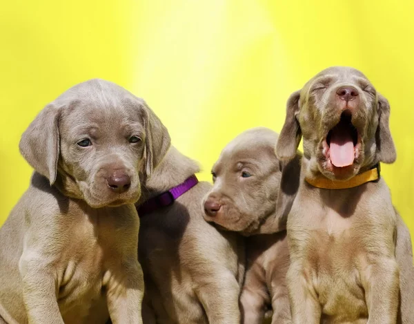 Weimaraner Hundewelpe isoliert auf orangefarbenem Hintergrund — Stockfoto