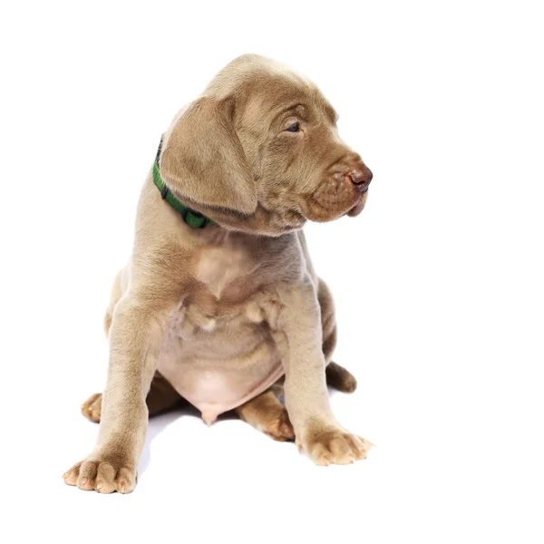Výmarský ohař pes štěně sedící boční pohled, izolovaných na bílém pozadí — Stock fotografie